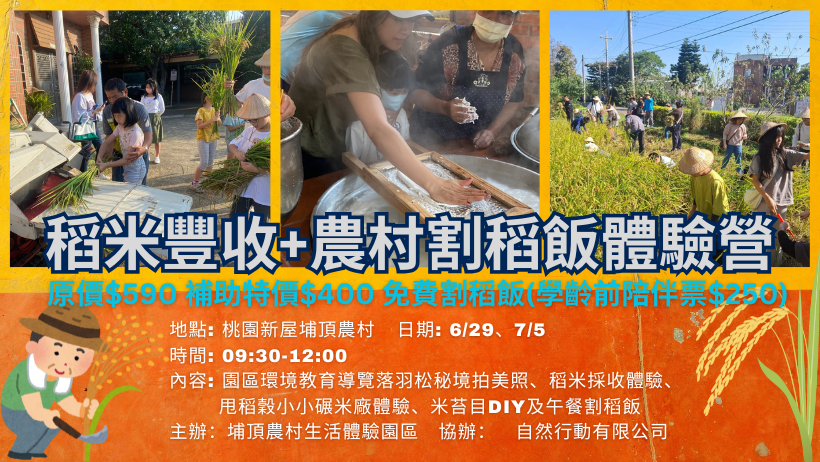 稻米豐收+農家割稻飯