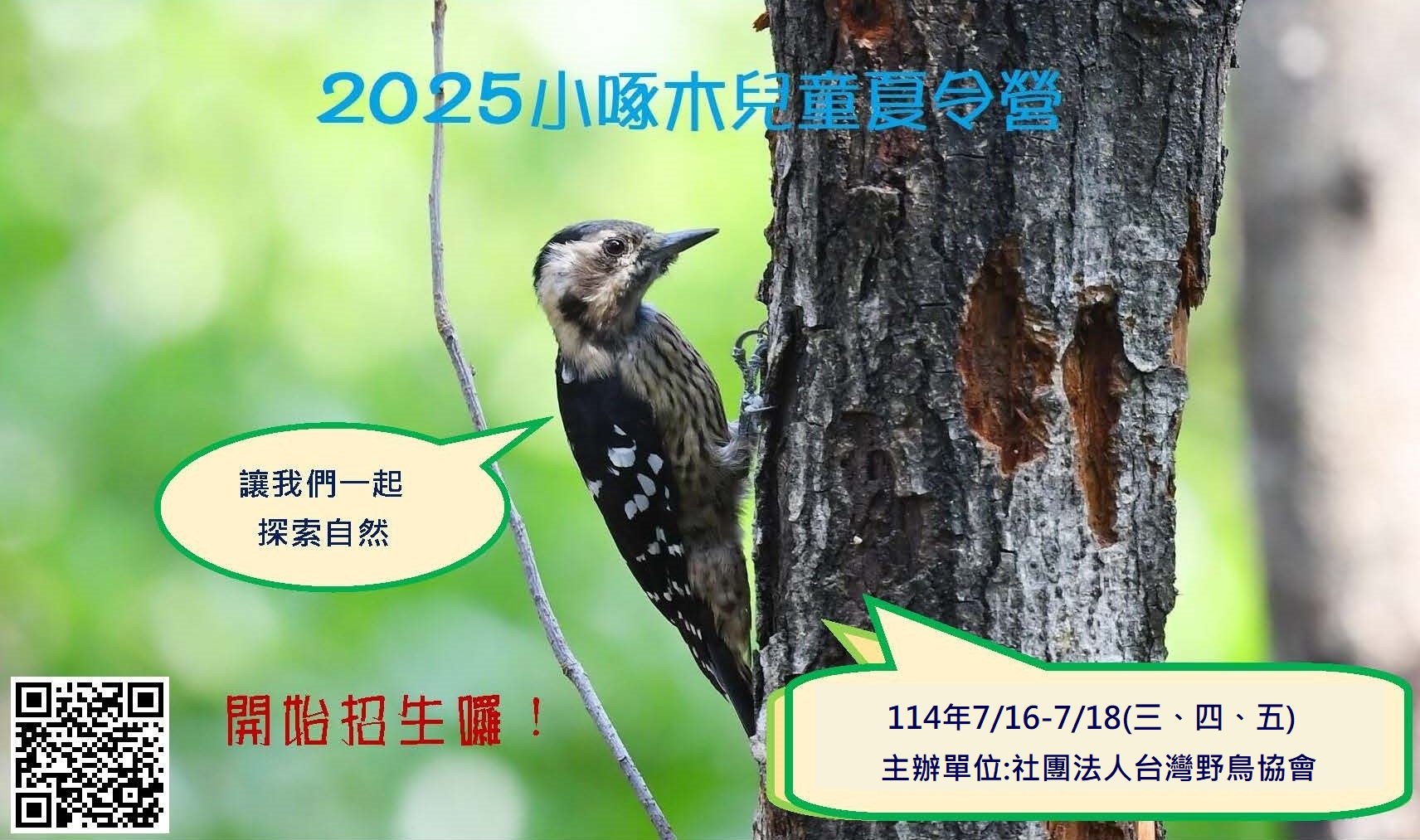 2025年小啄木生物