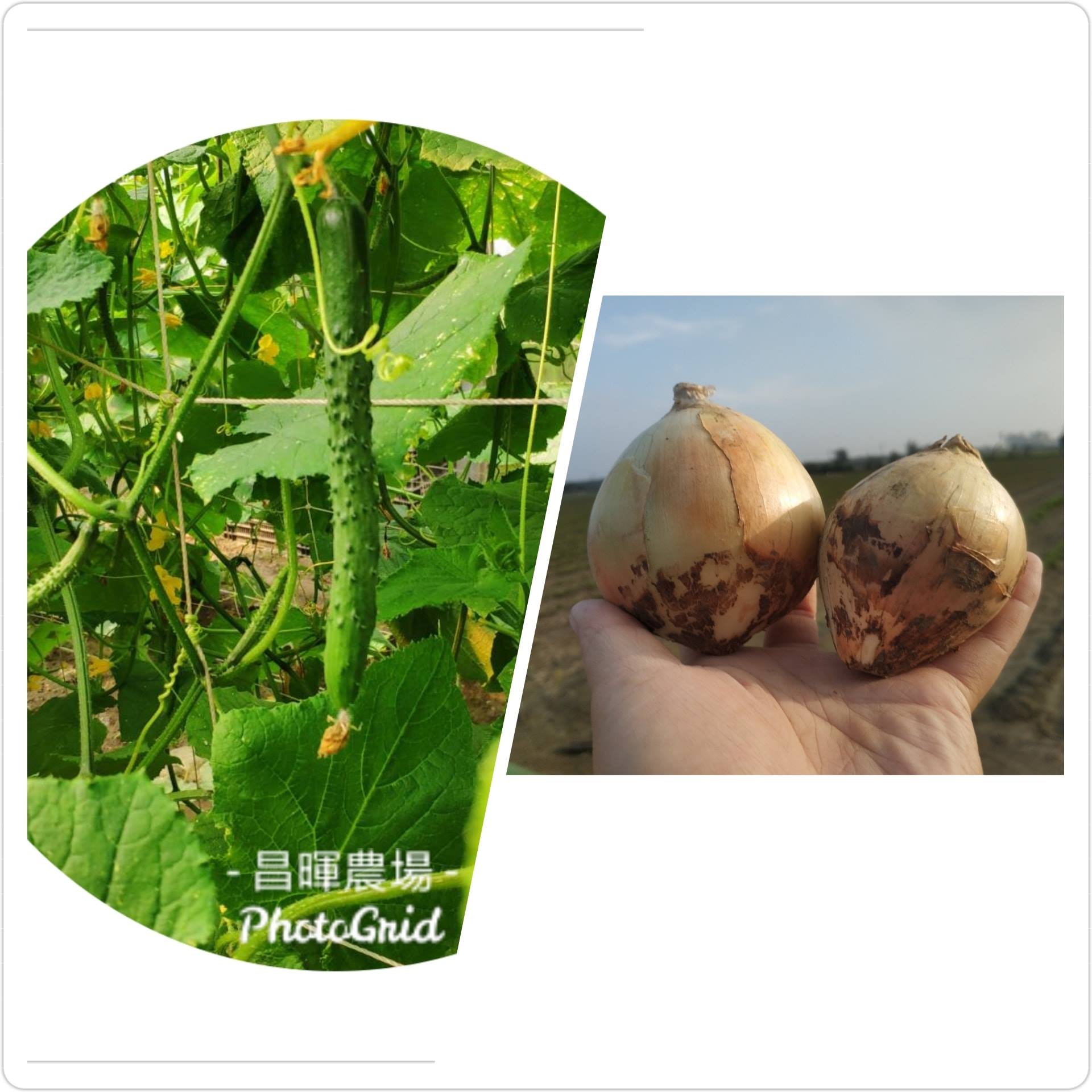【雲林縣麥寮鄉｜熟悉