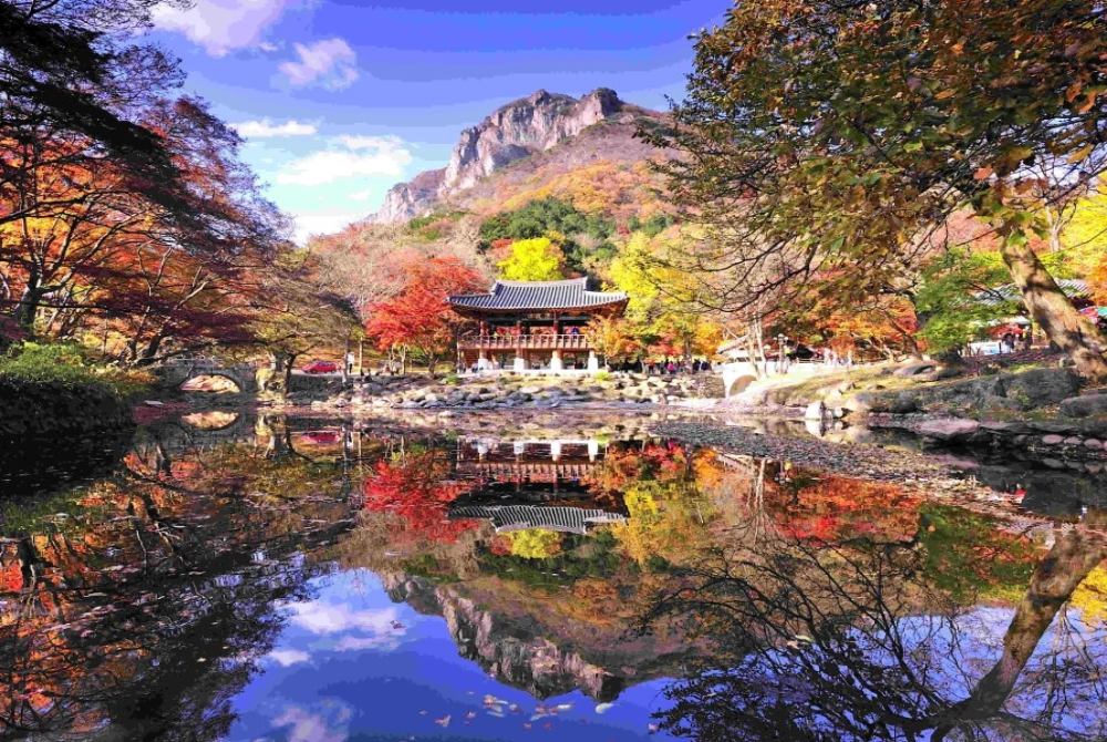 韓國 秋韻．銀杏楓紅