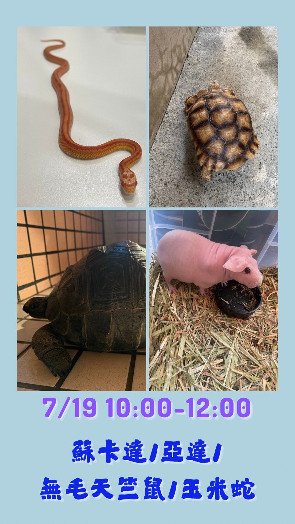 🦎 爬寵面對面｜親子