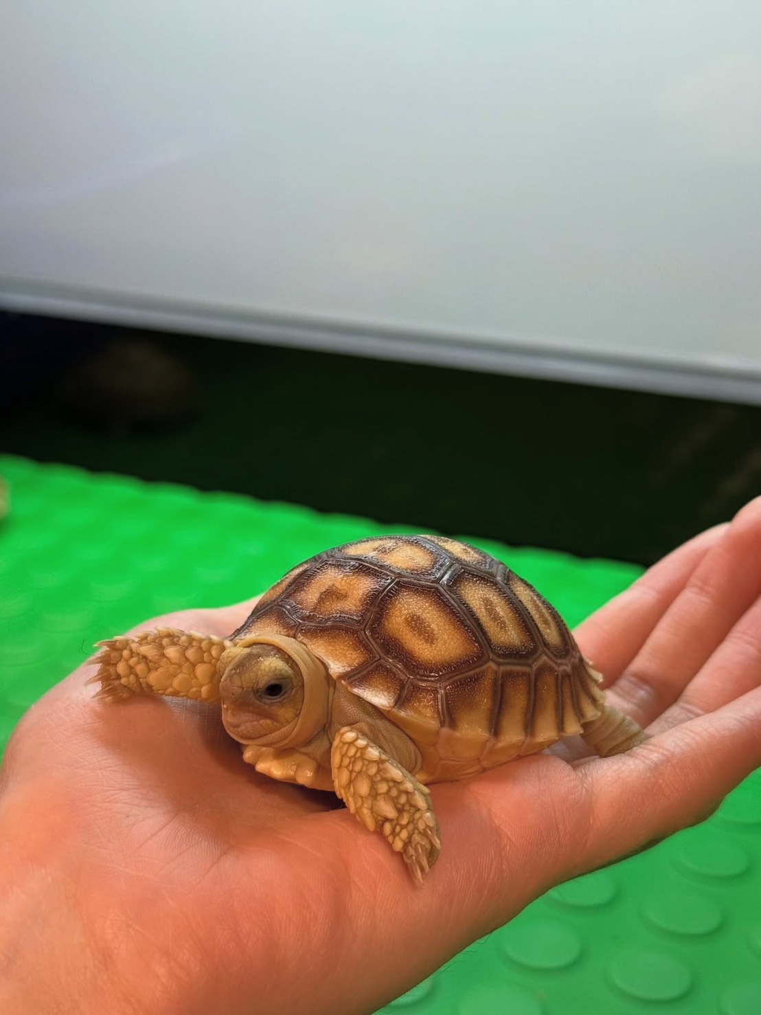 【桃園遠百】陸龜超人