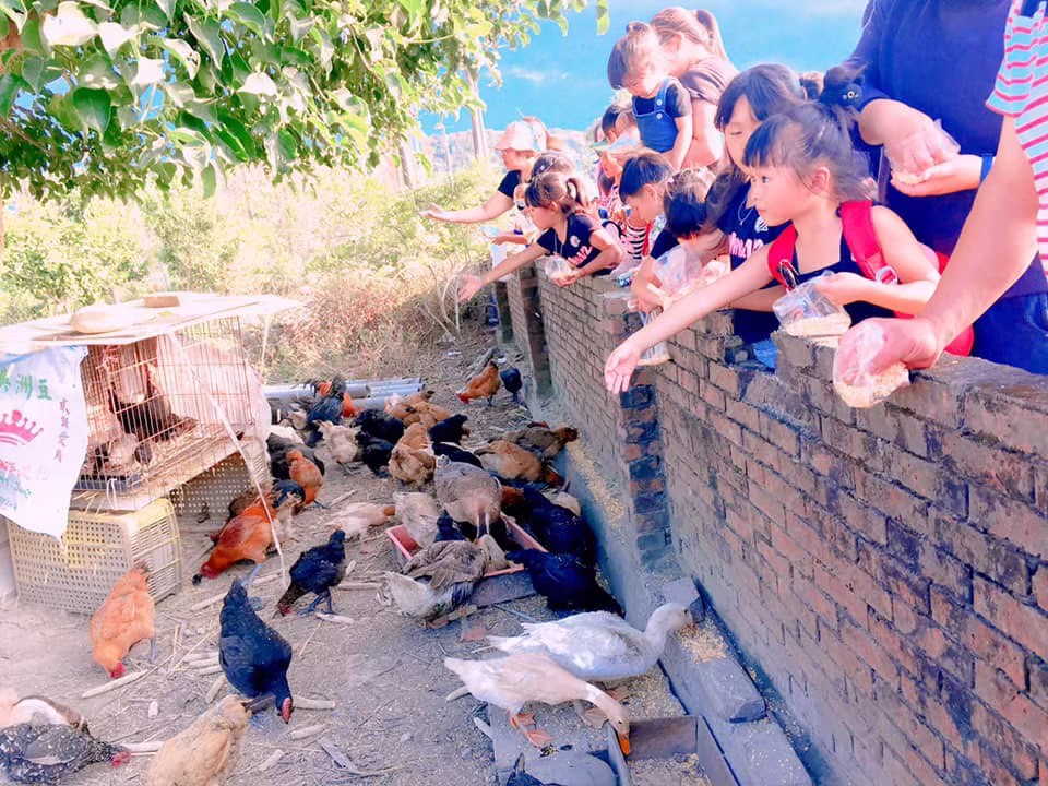 2025桃園花彩節周