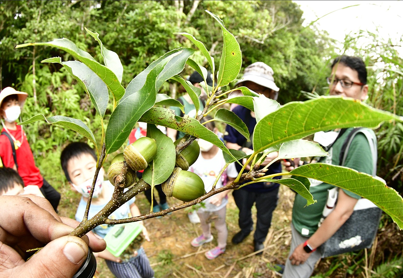 殼斗小旅行-尋櫟趣(