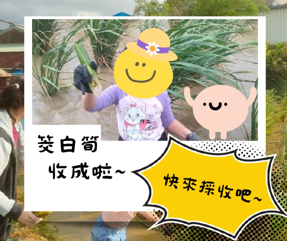 114年🌱友善筊白筍