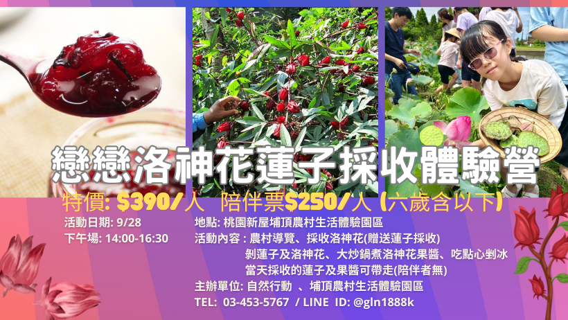 戀戀洛神花蓮子採收體