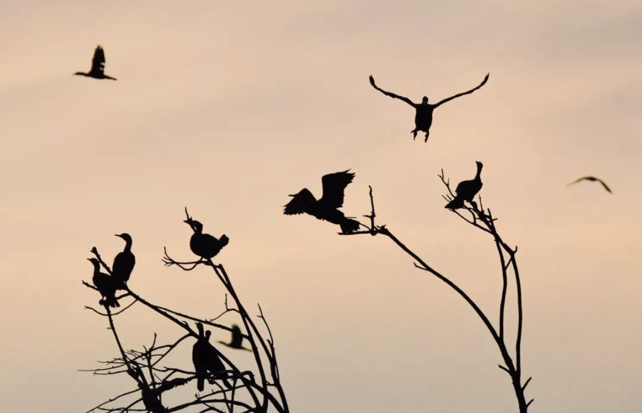 2026相約浯島與候