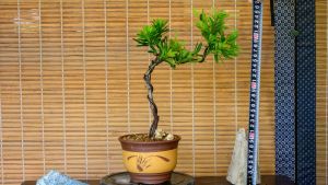 晶鑽羅漢松 DIY 