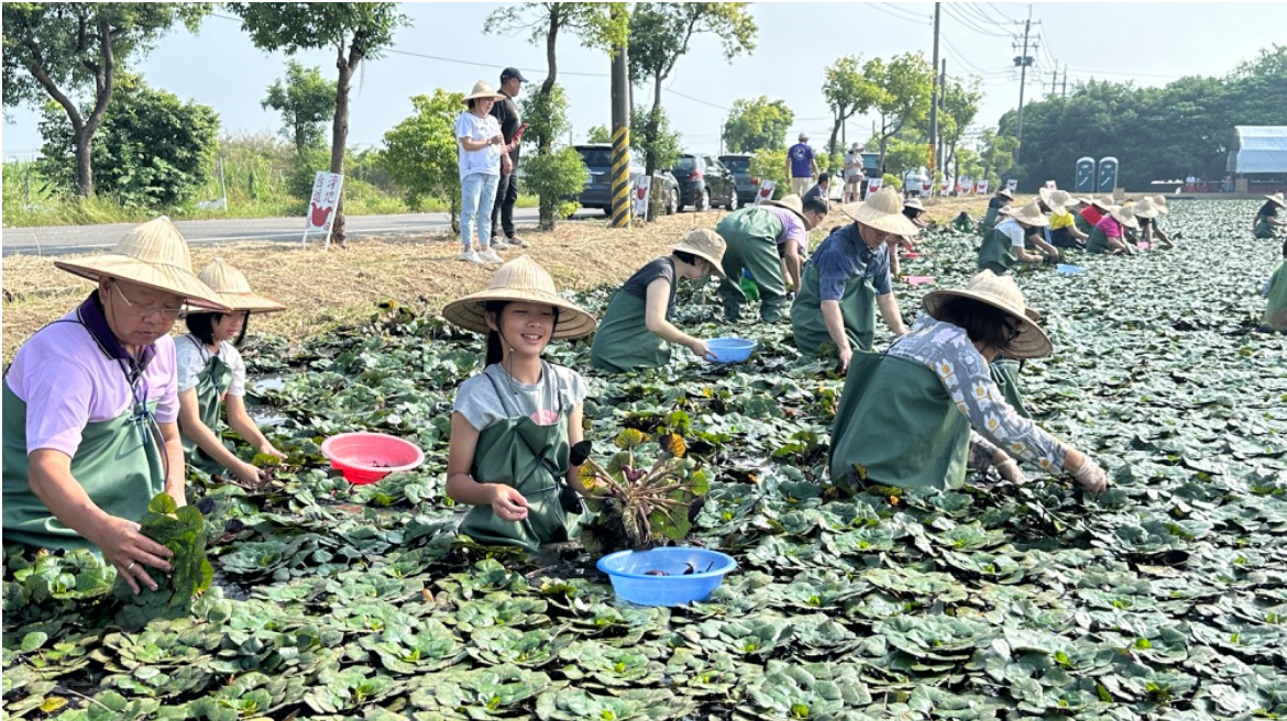 114年採菱體驗活動