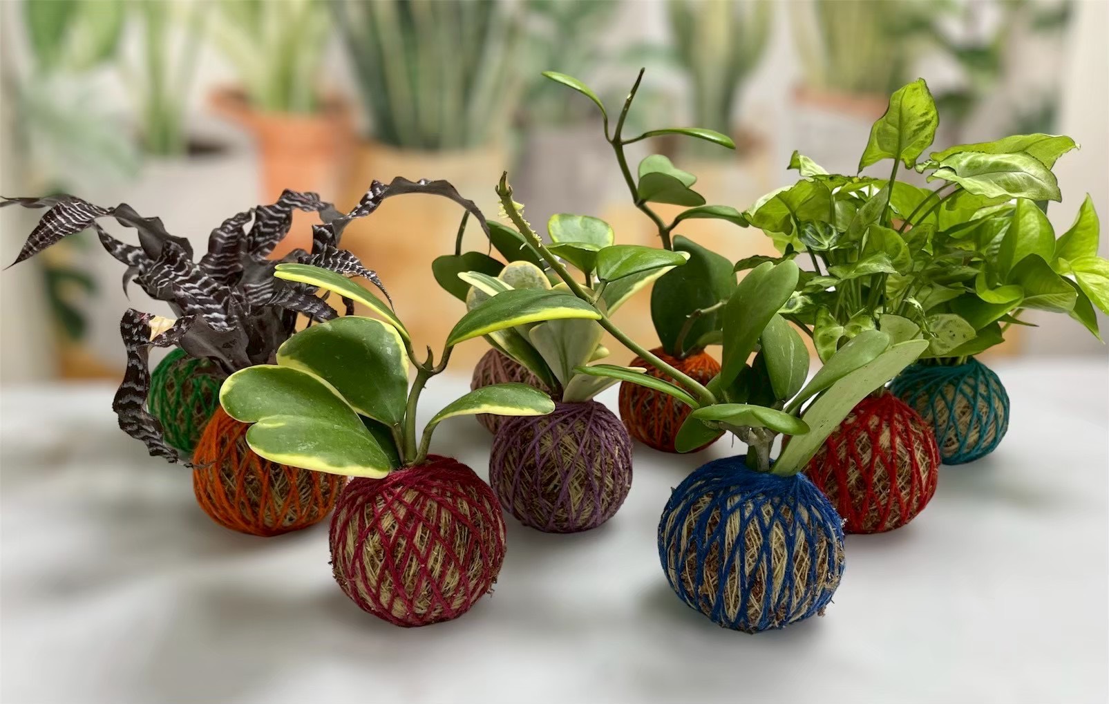療癒手作苔球體驗