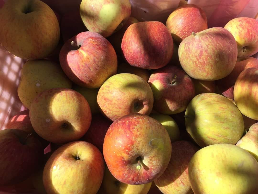 蜜蘋果 嚐鮮訂購單