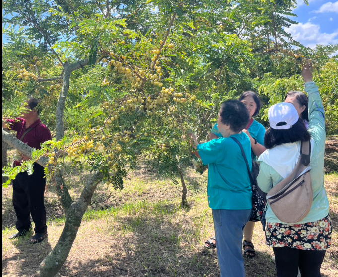 苗栗油甘採果同樂會1