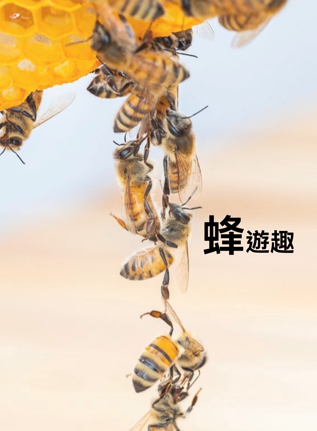 東興蜂場-蜂遊趣體驗