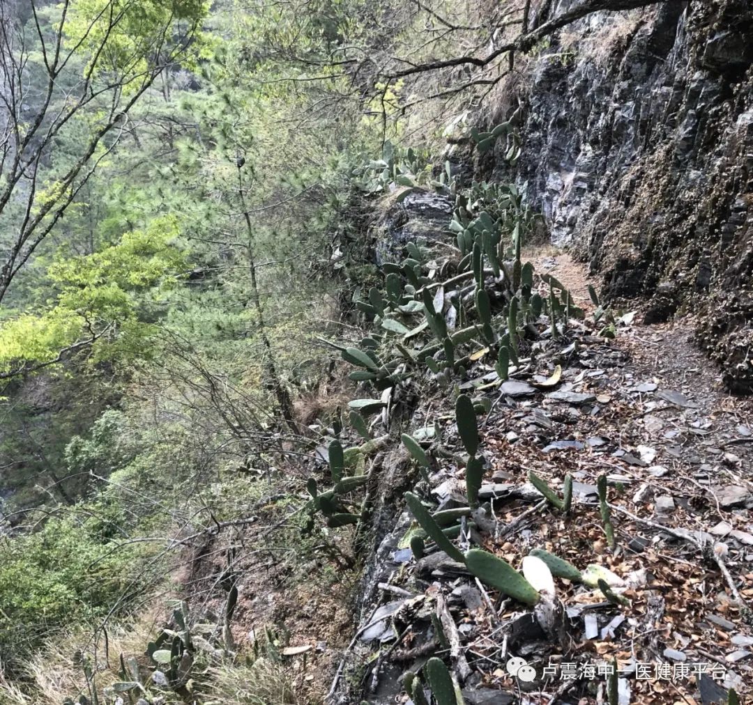 【新竹市健行登山協會