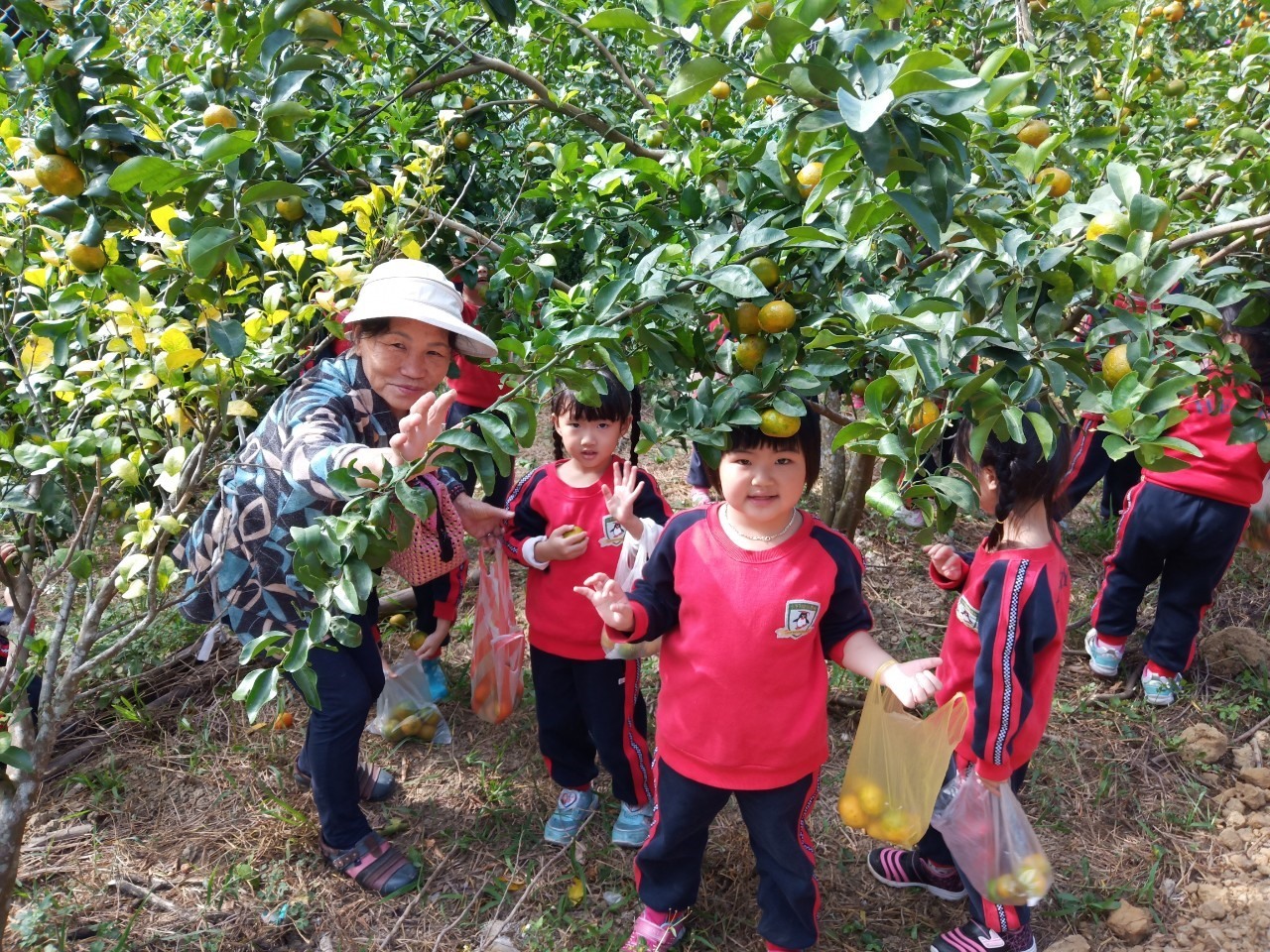 【霄遙遊】連根香友善