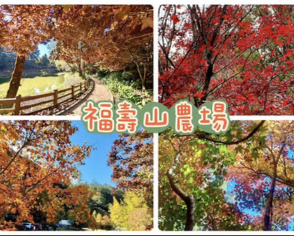 蘋果季～福壽山農場賞