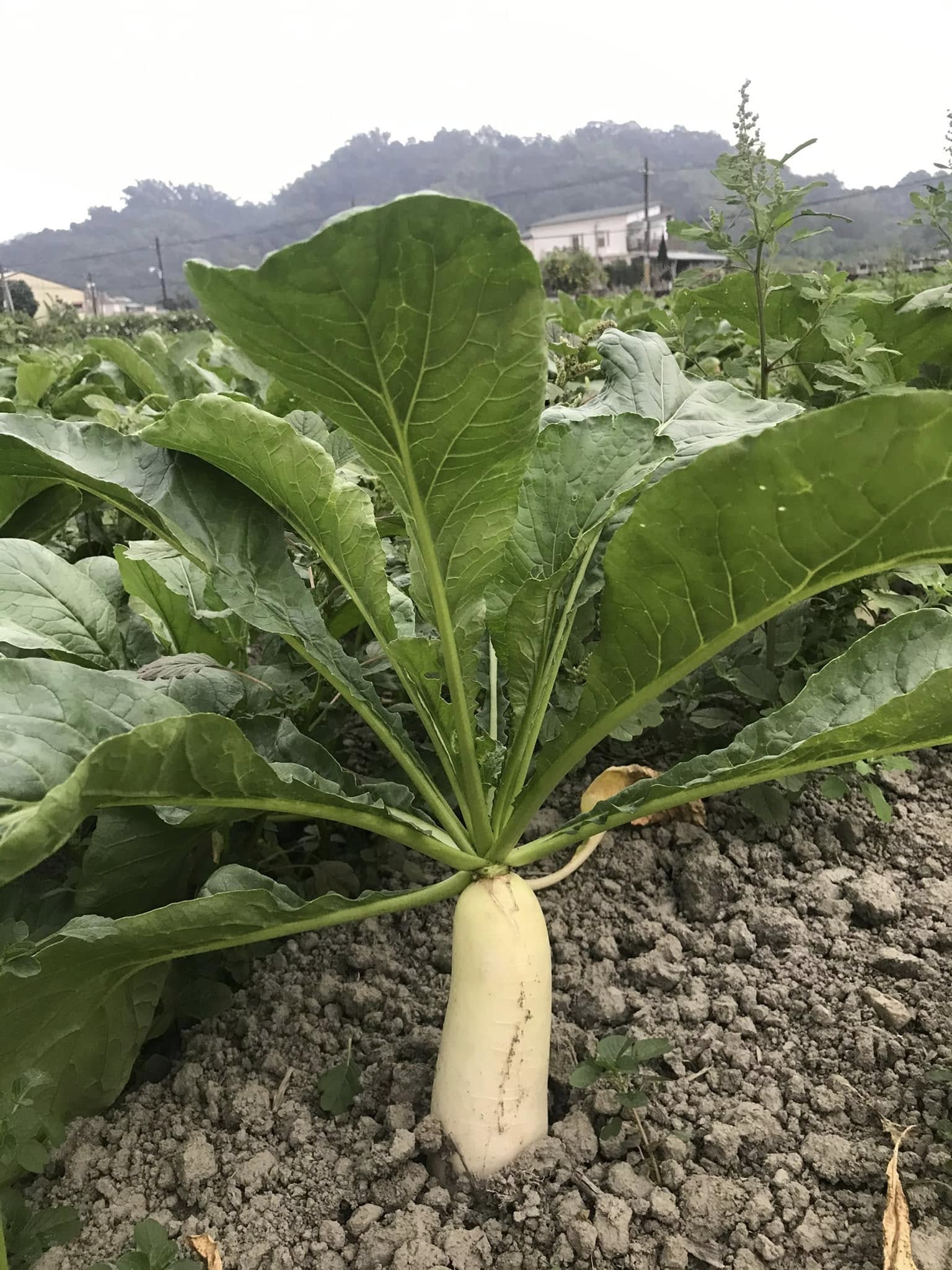 2025美濃劉家蘿蔔