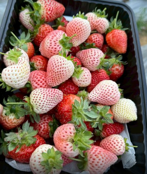 玉米節加碼-米食小學