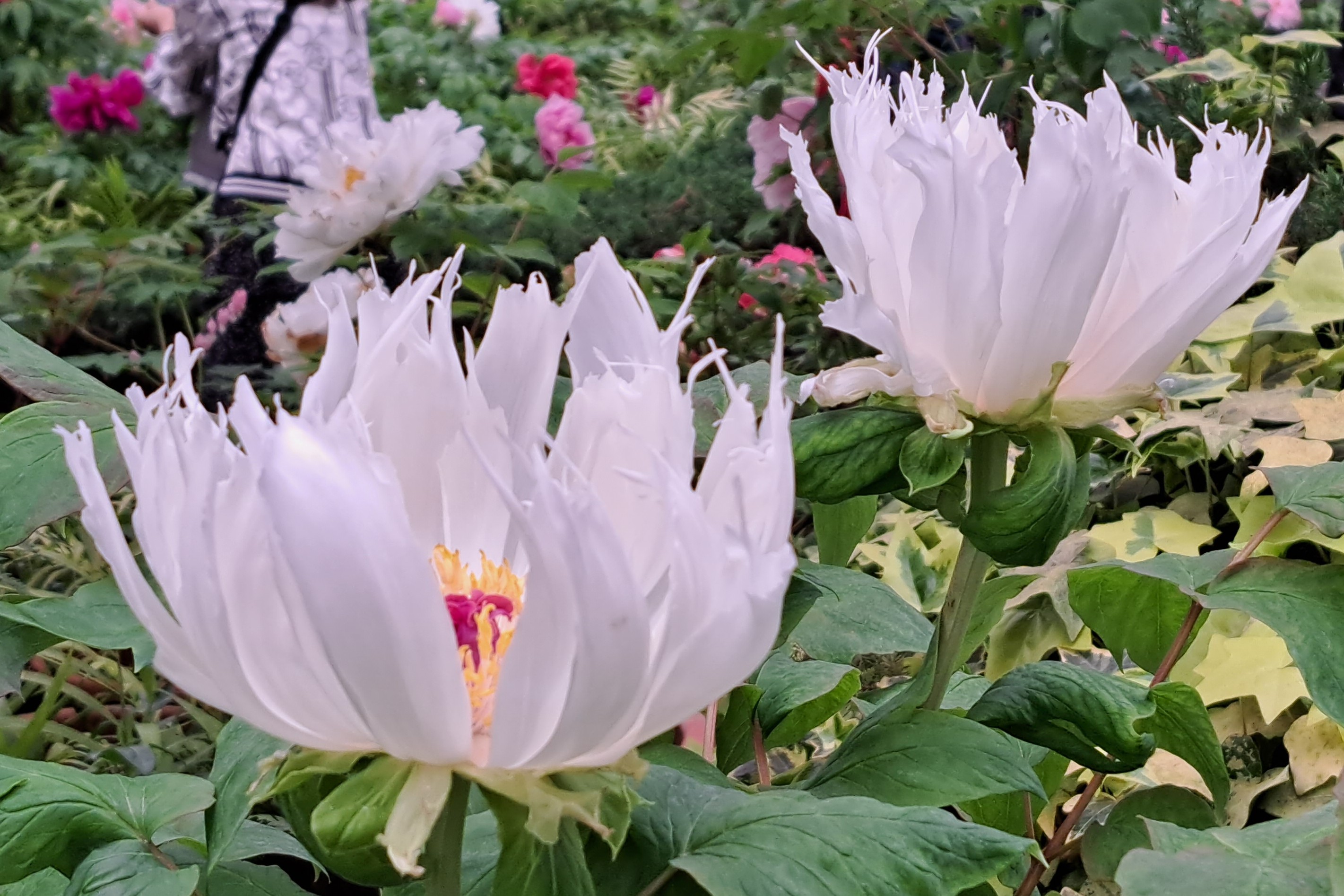 2026豐盛顯化工作