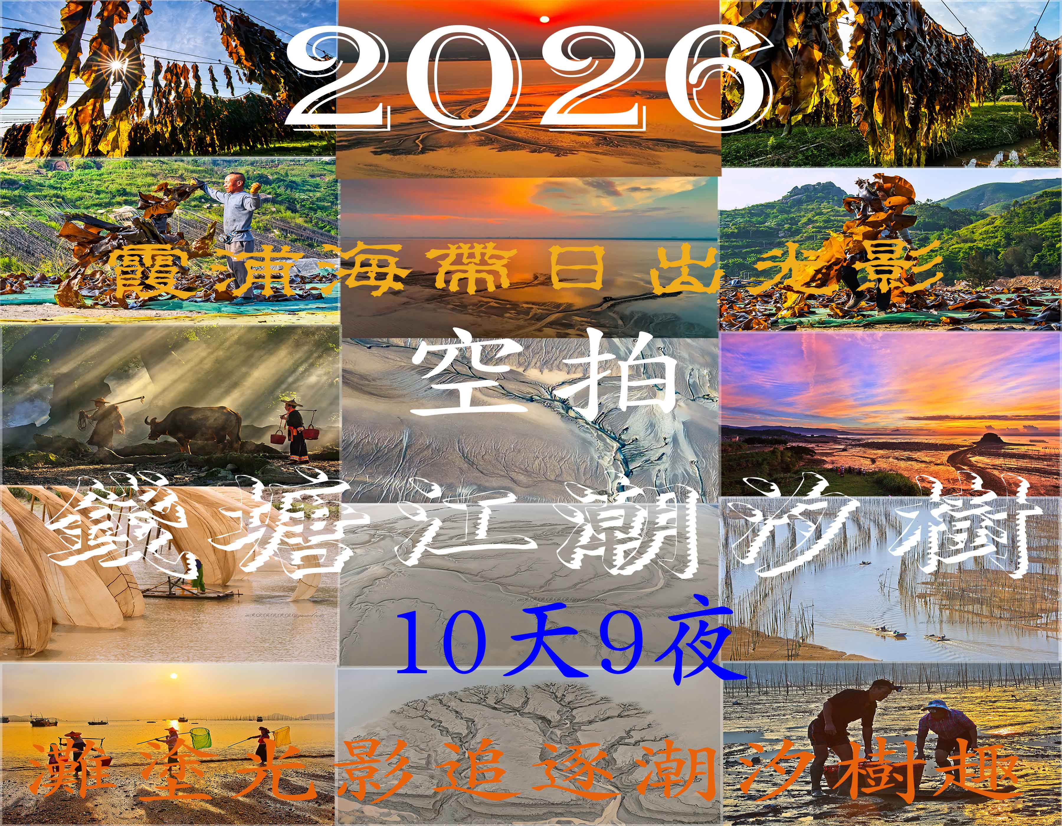 2026霞浦海帶季錢