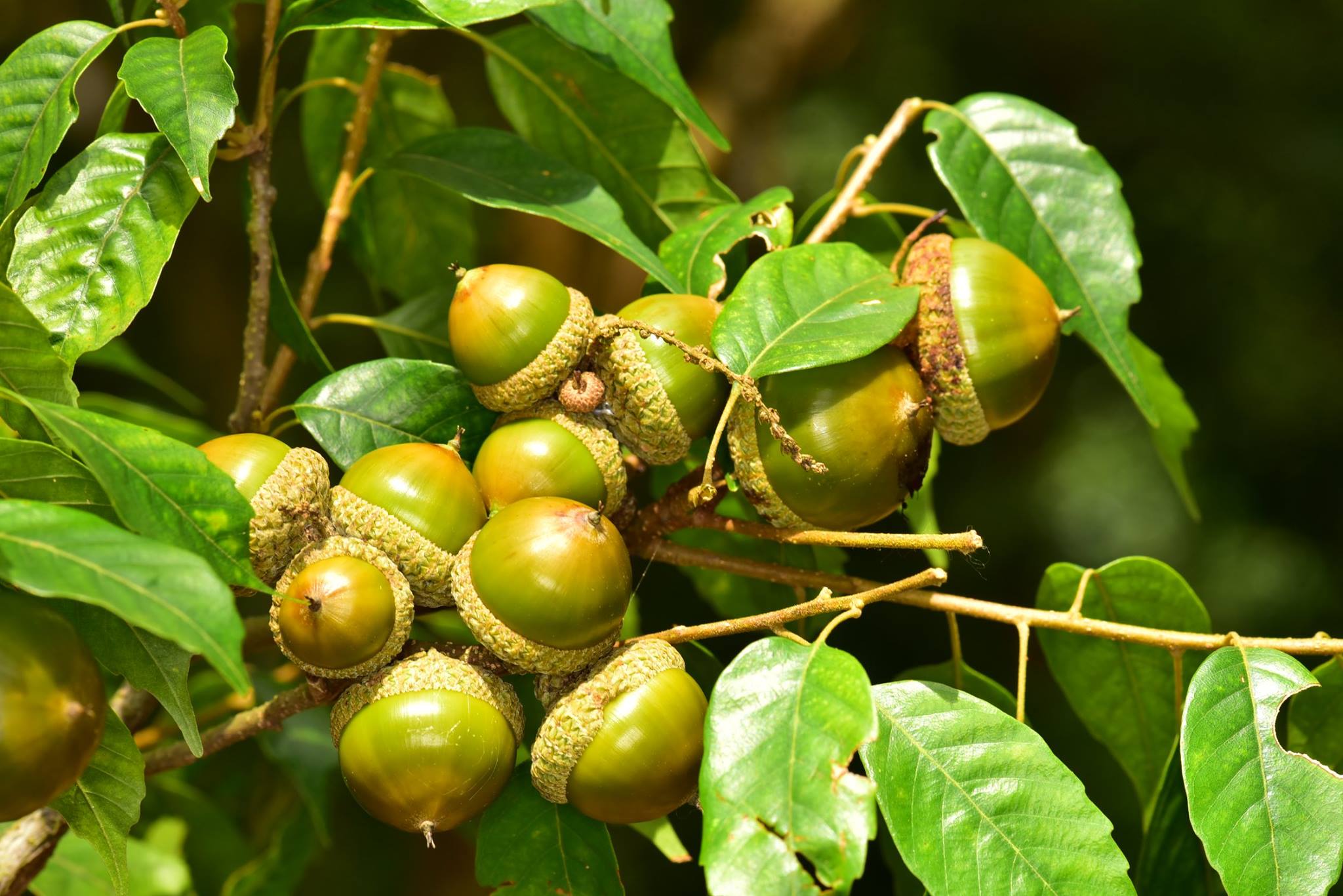殼斗小旅行-尋櫟趣（