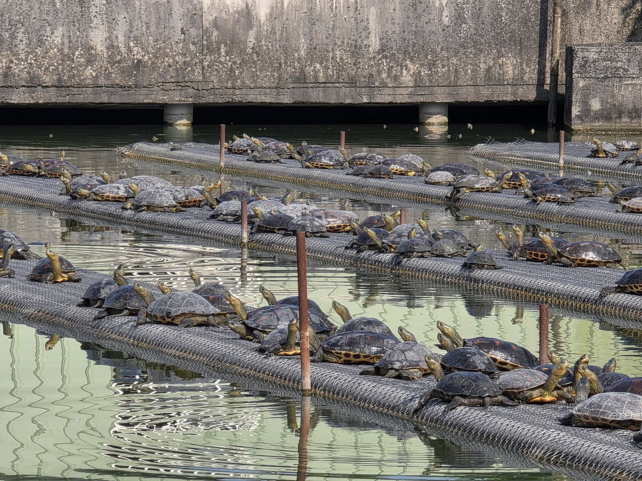 參觀 佳冬鄉昌隆 斑