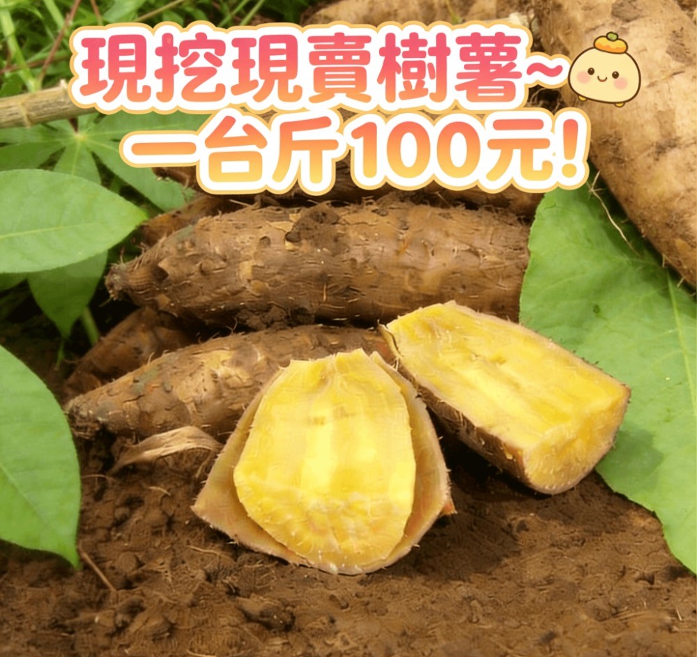小農自售～黃金樹薯