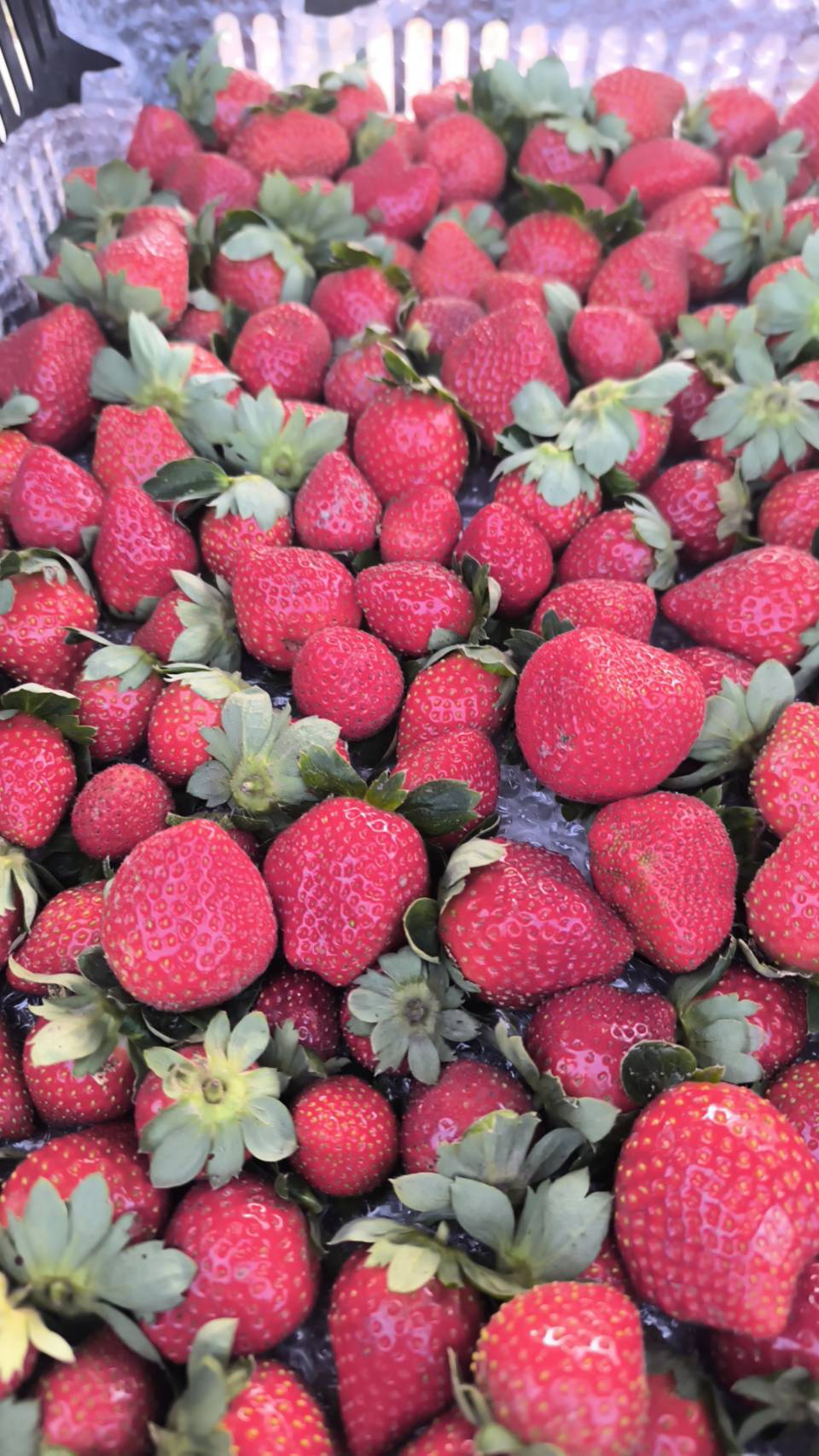 2026新豐潮小旅行