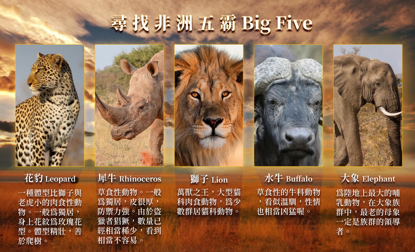 非洲肯亞 動物大遷徙