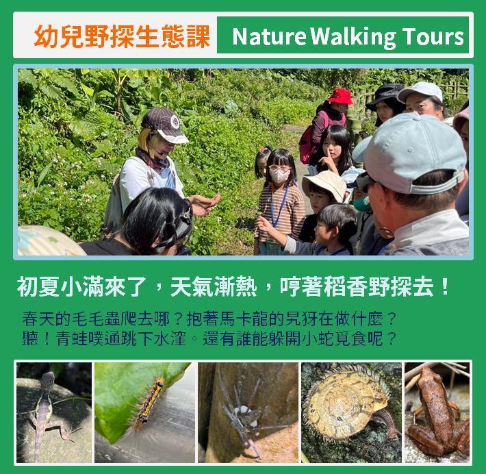 淡水幼兒野探生態課 
