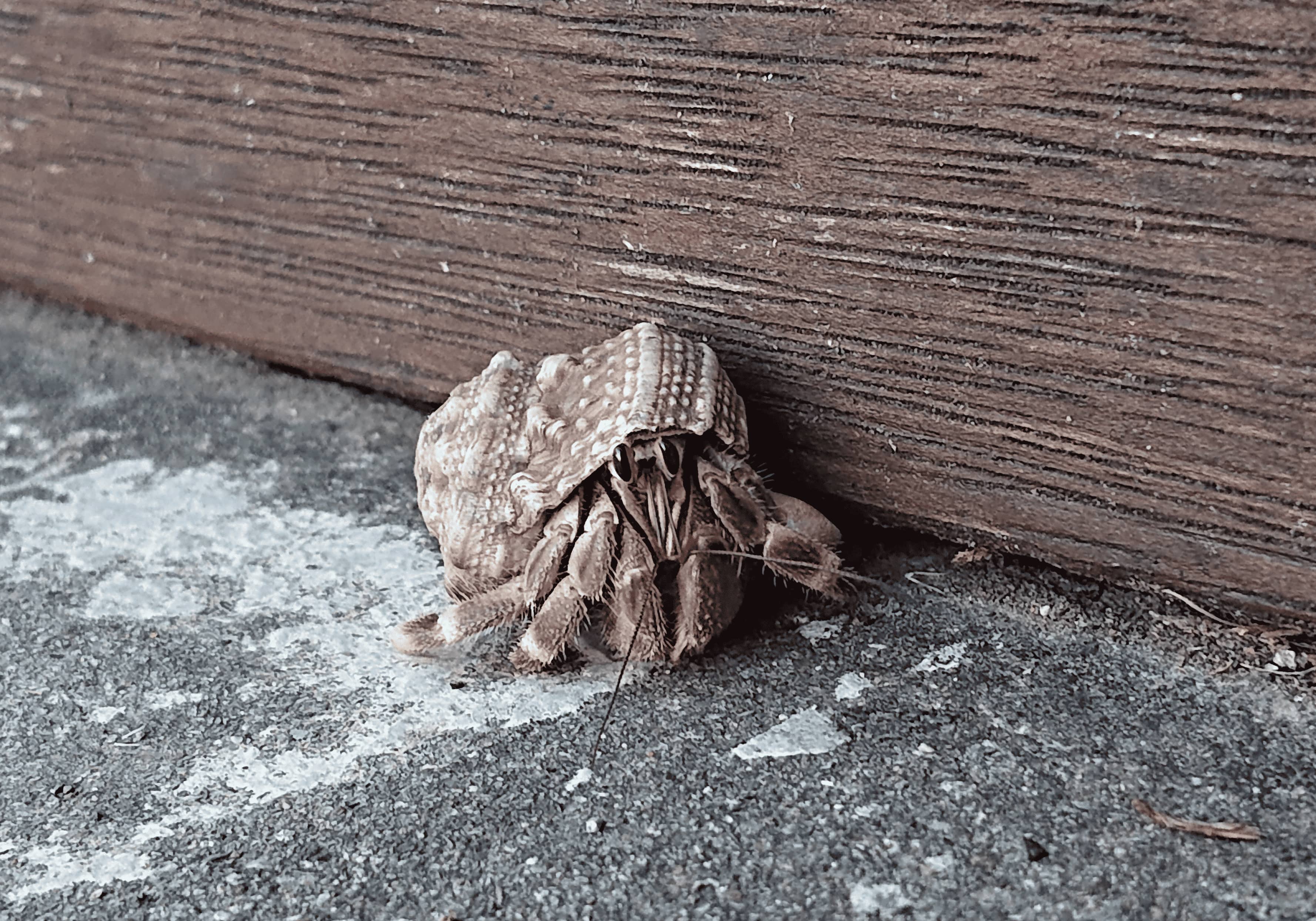 2026年台東小野柳