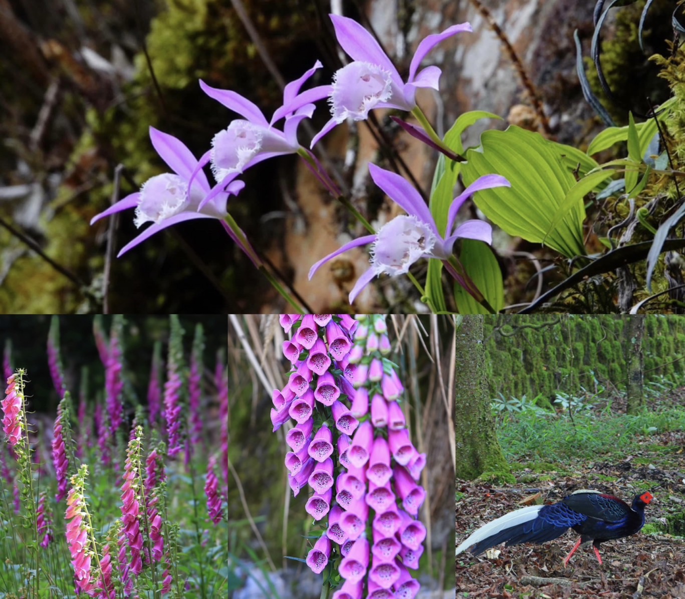 【新竹市健行登山協會