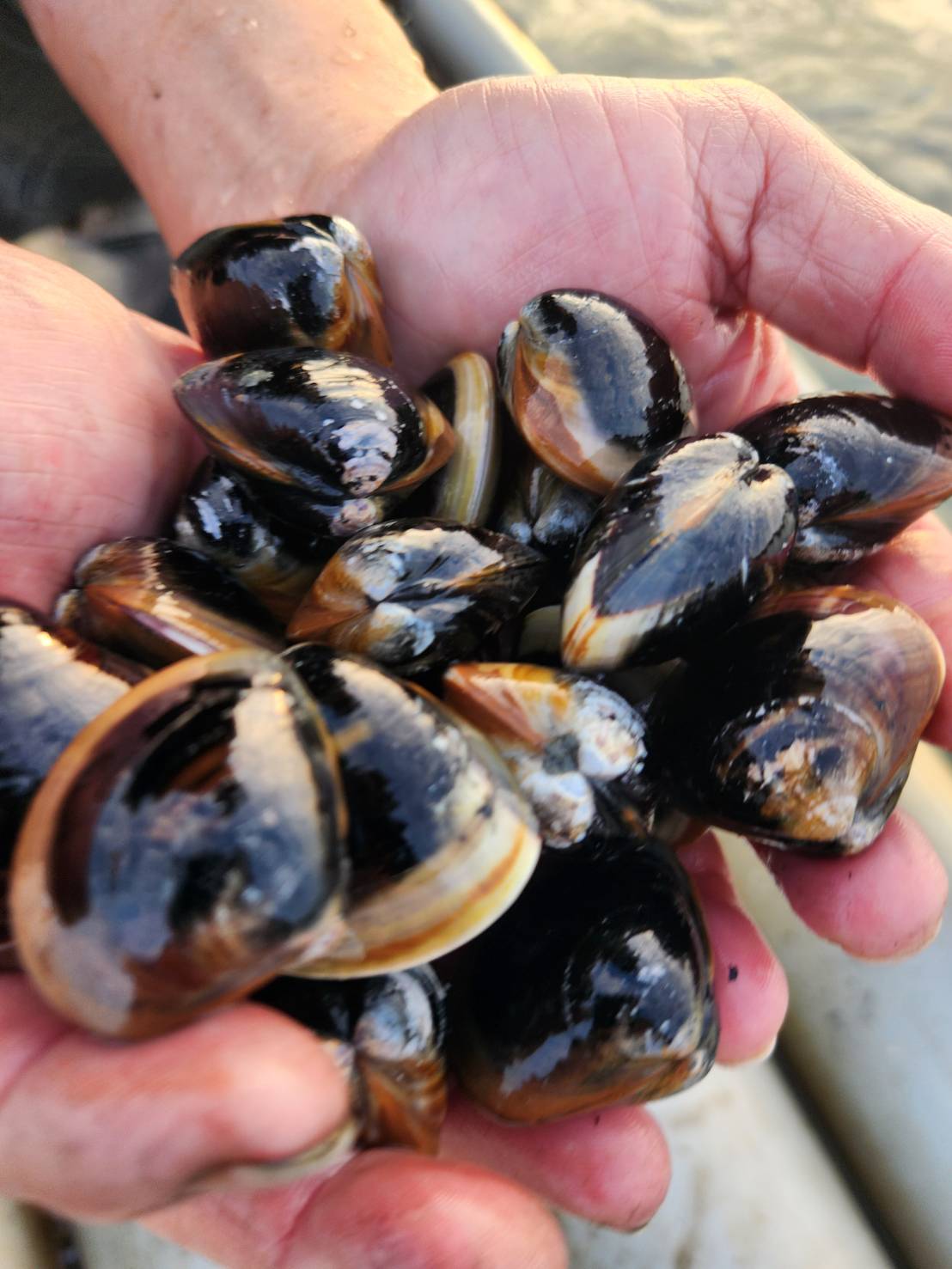 蟹蝦米冷藏大蛤蜊訂購