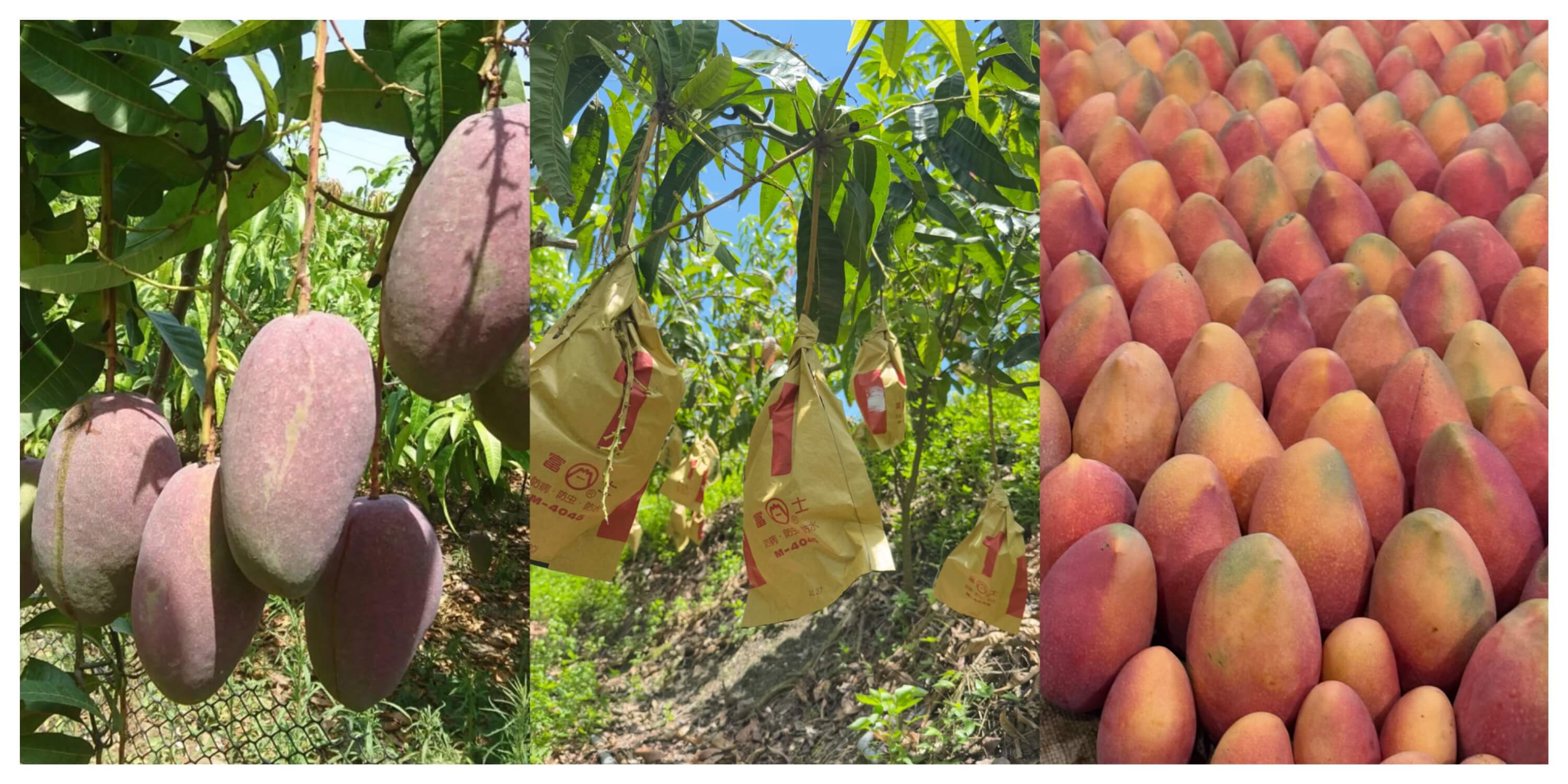 幸福充電站-芒果樹認