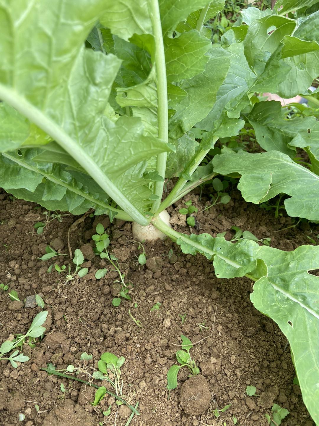 “桃園大園 林園居農