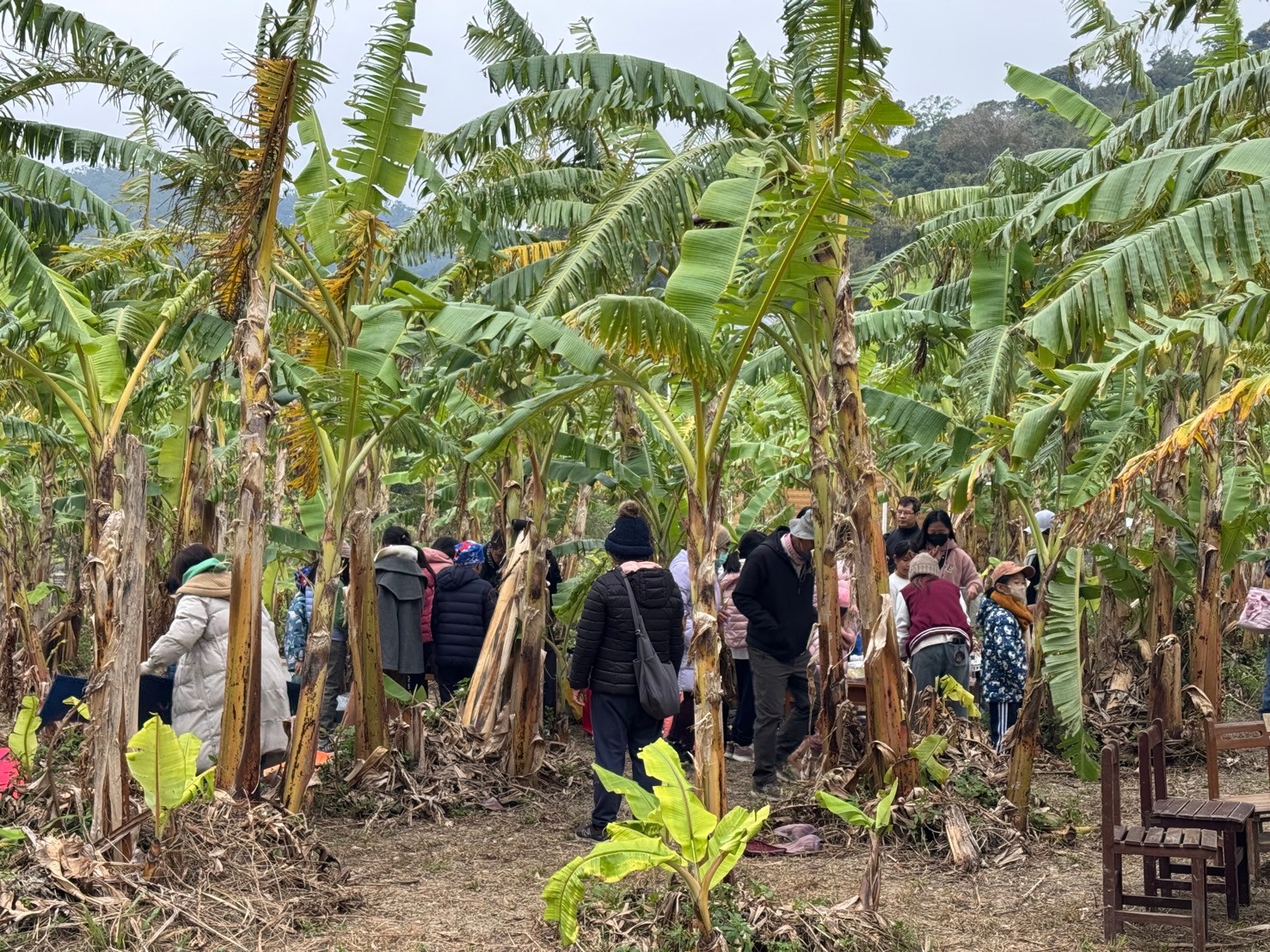 2026偶遇水牛 芭