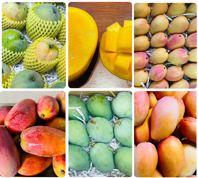 2026星光果園_超