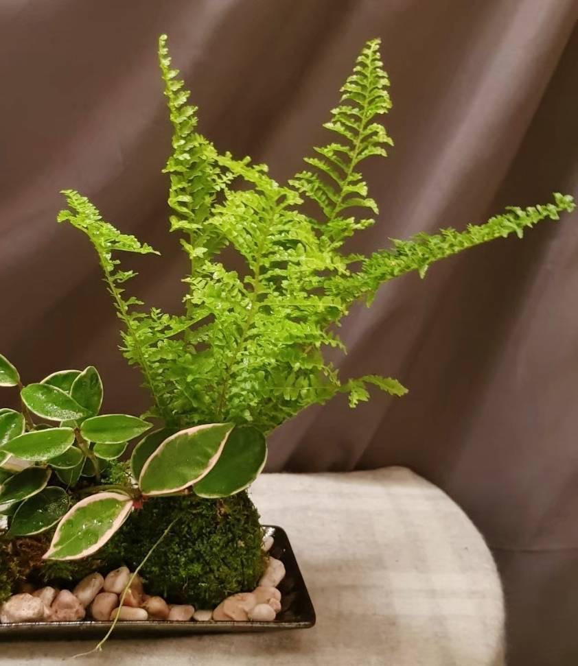 板橋大遠百-小小園丁