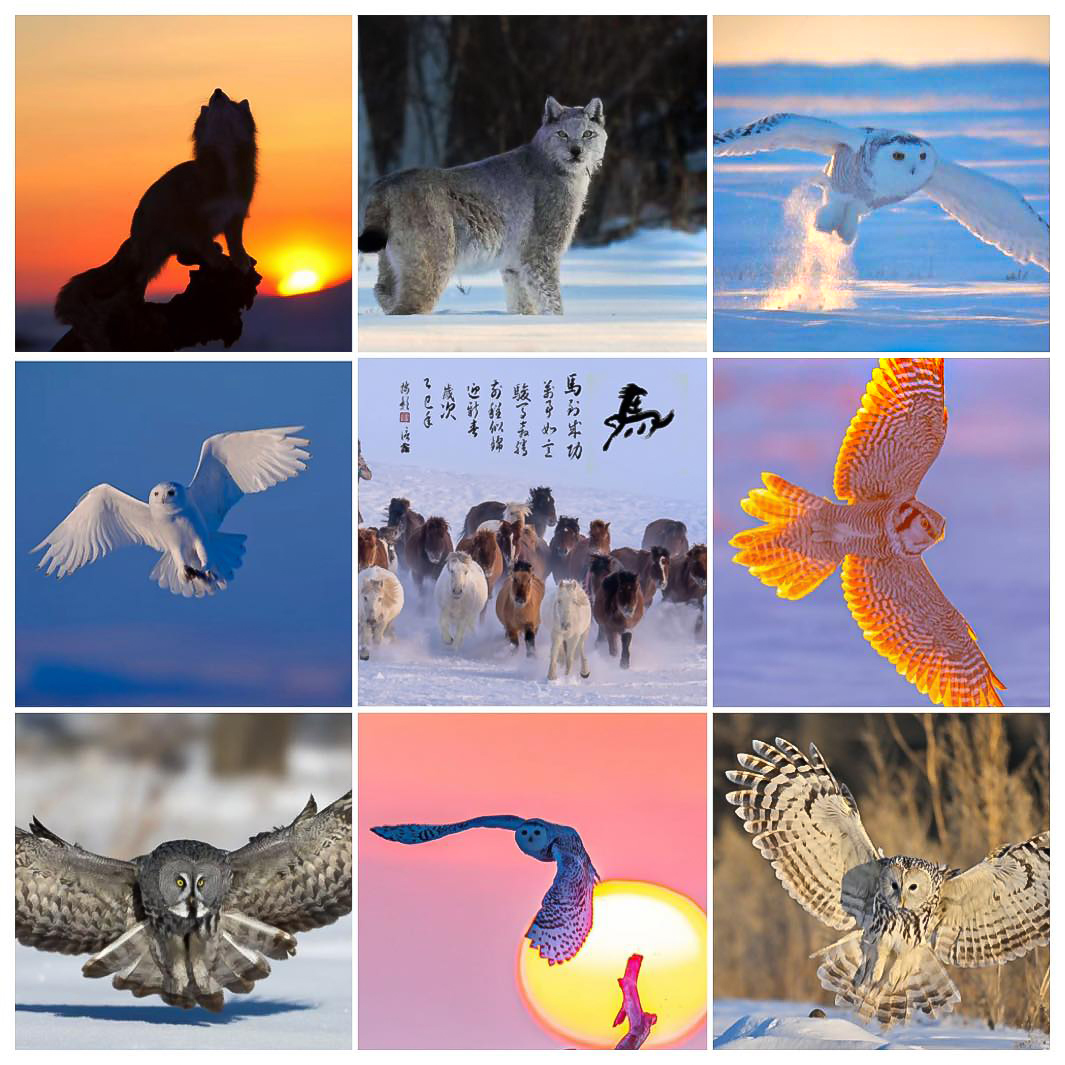 2026內蒙呼倫貝爾