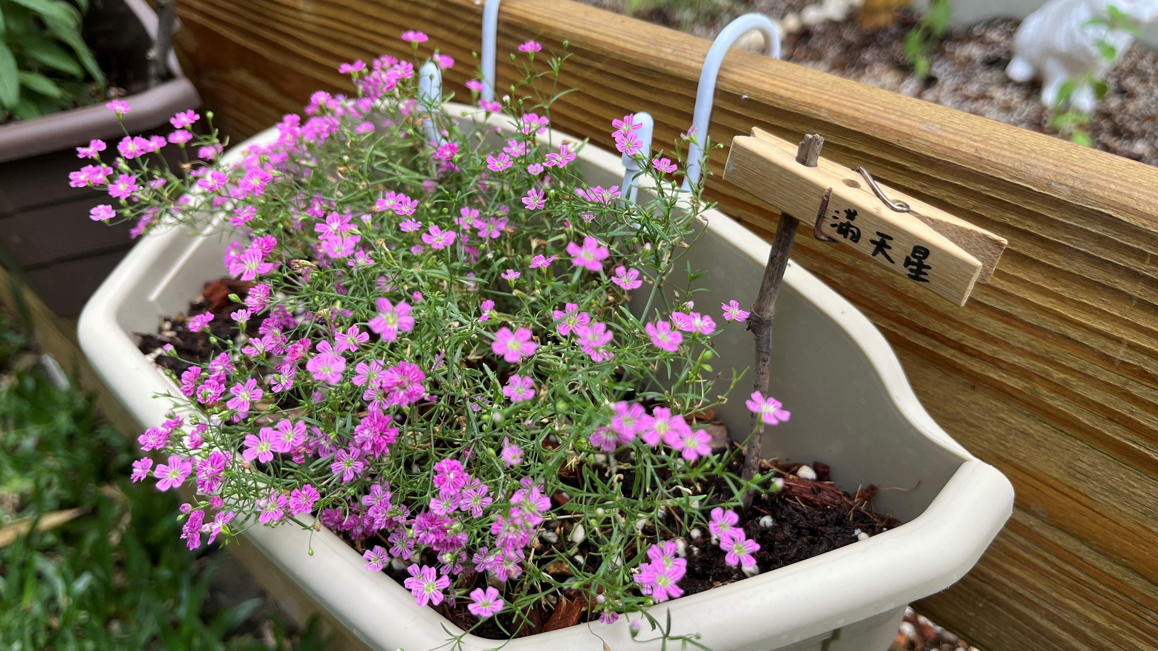 閱光花園美麗的慶典