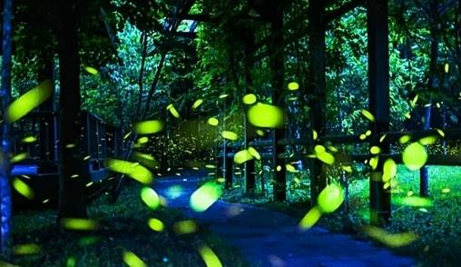 2026關子嶺南寮賞