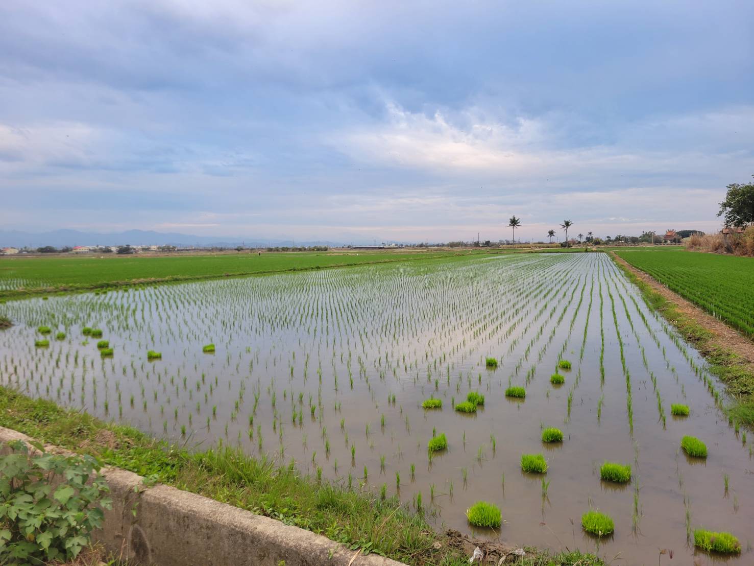 歡迎訂購無農藥無肥料
