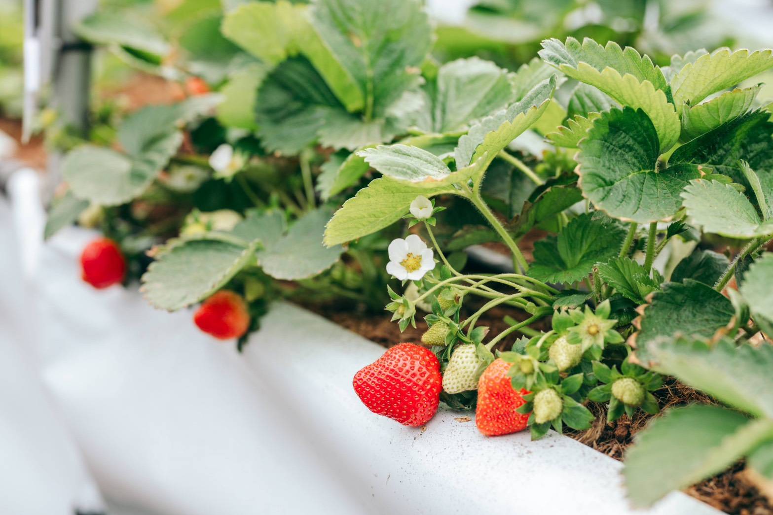 115年~澎湖縣農漁