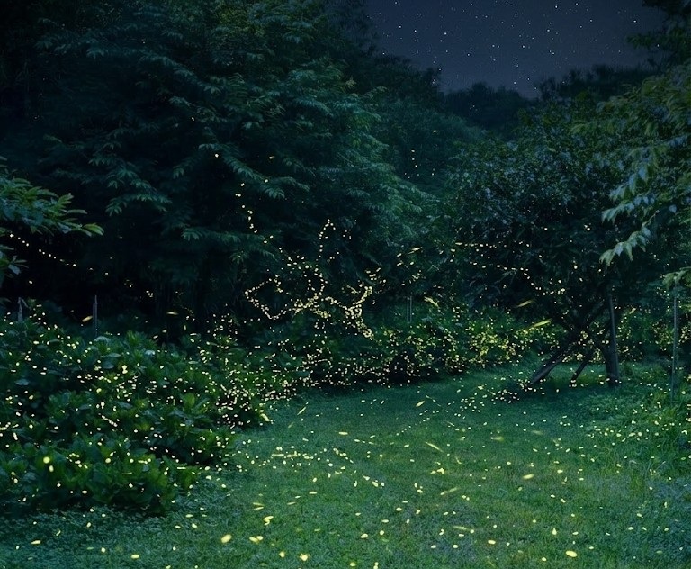 枕頭山農莊2026賞