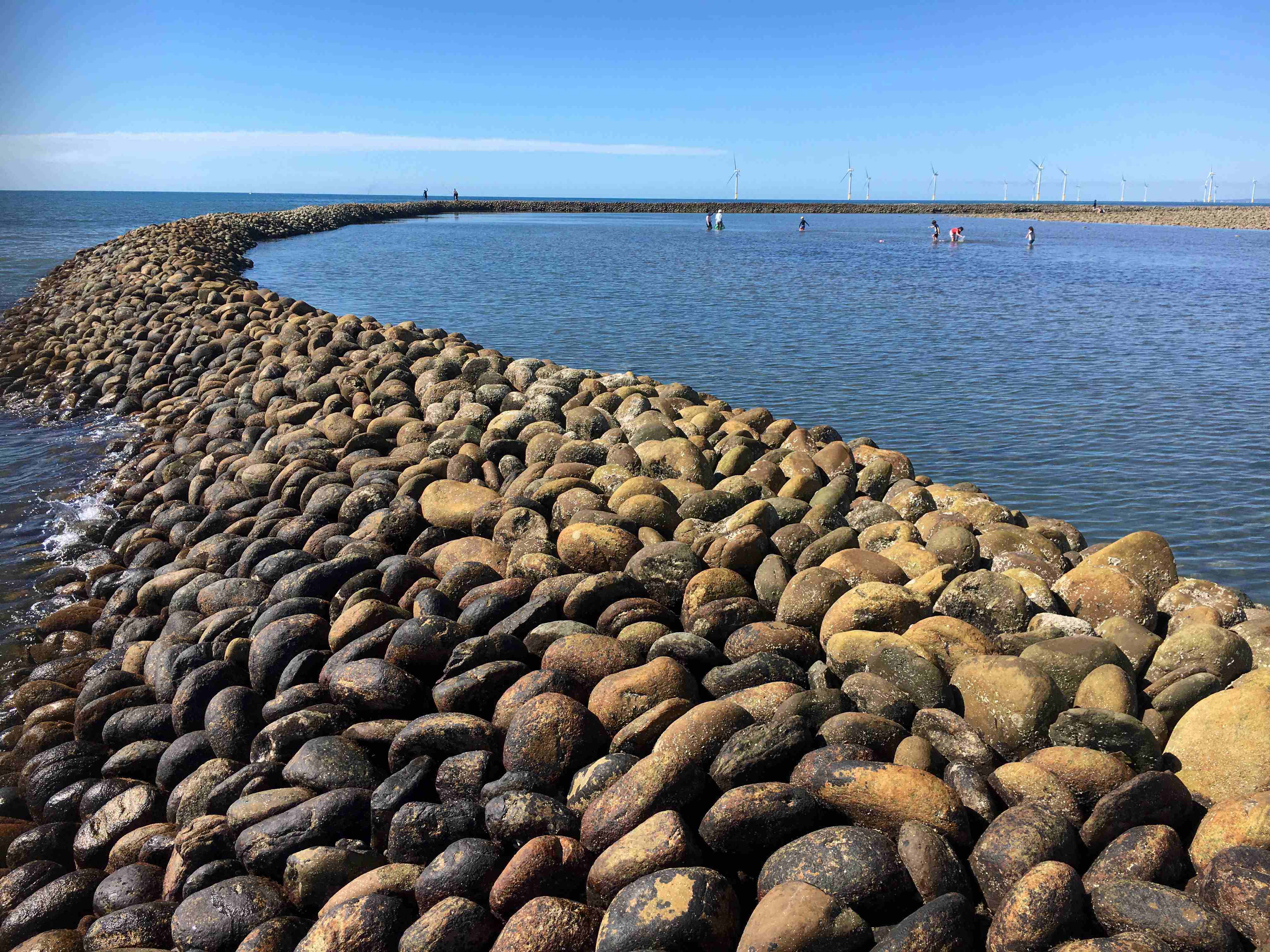 合歡行腳 - 瘤珠螺