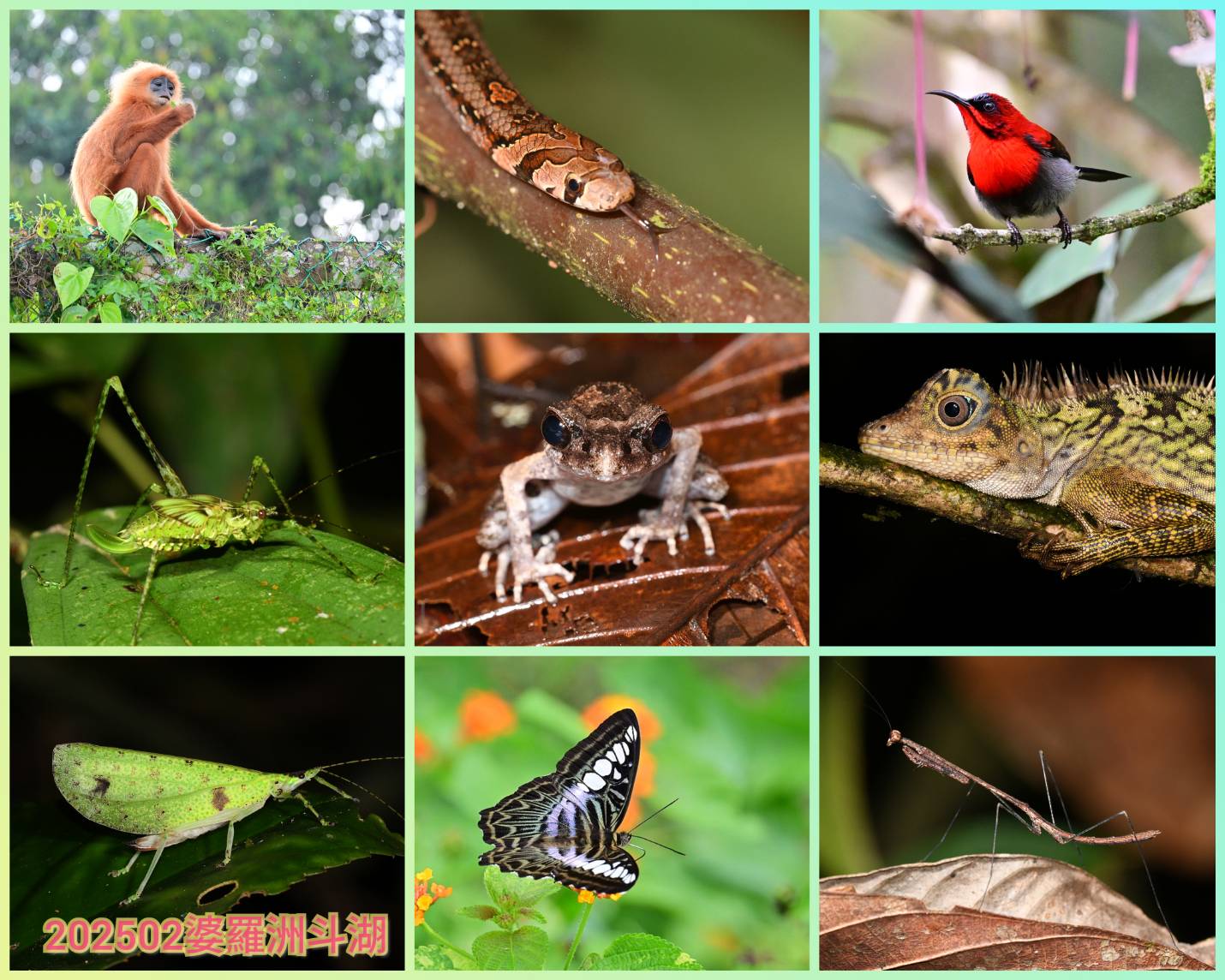 第36趟馬來西亞:2