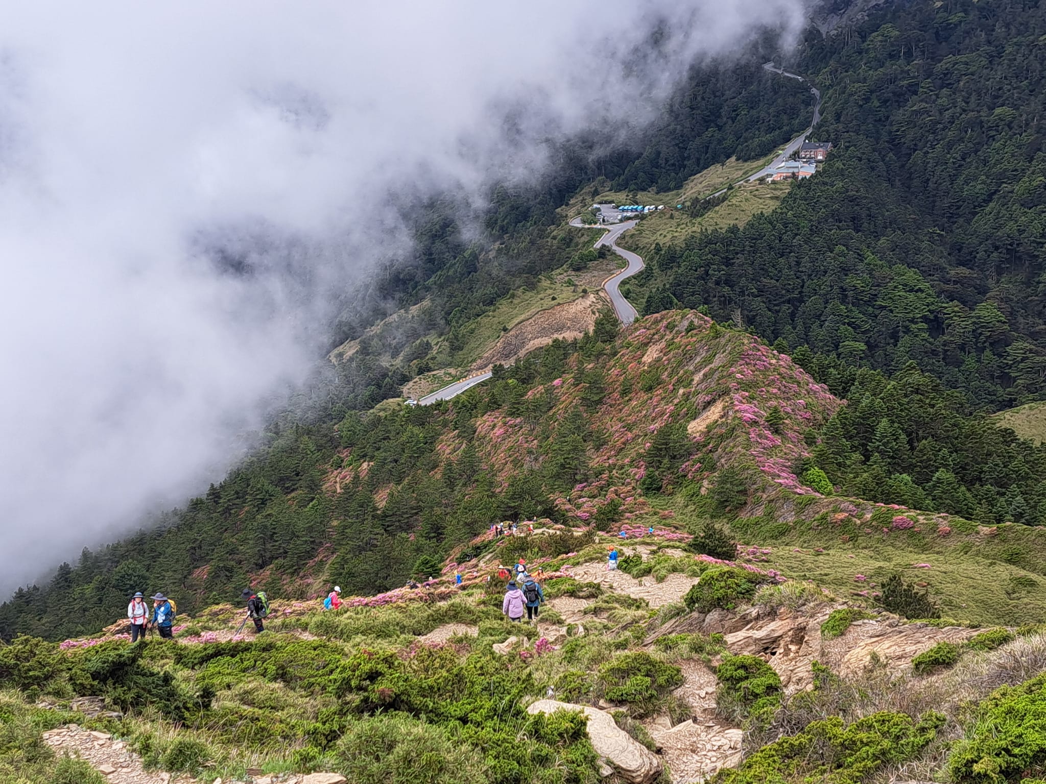 2026/06/06 合歡山北峰 紅毛杜鵑花季