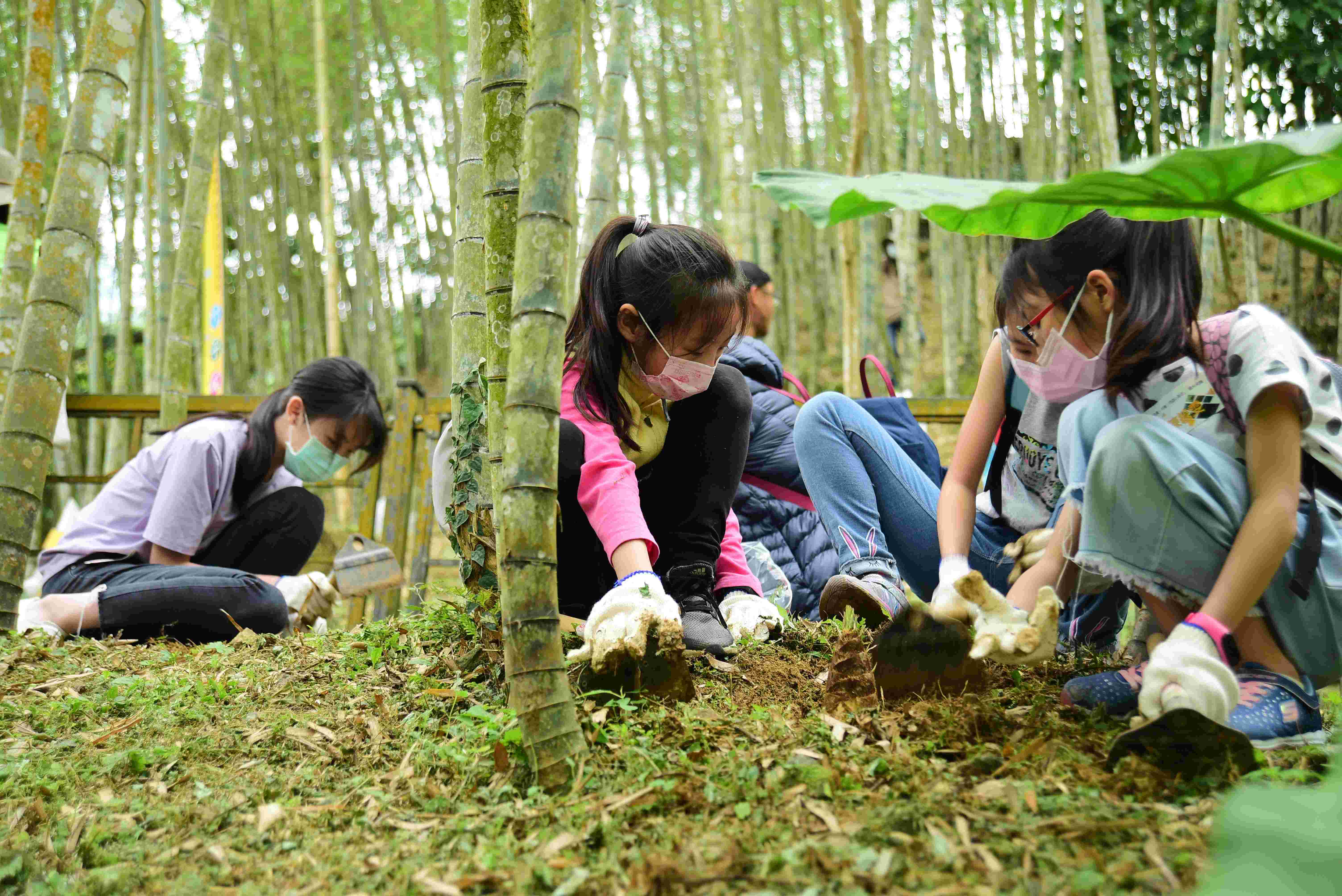 2026臺大實驗林「