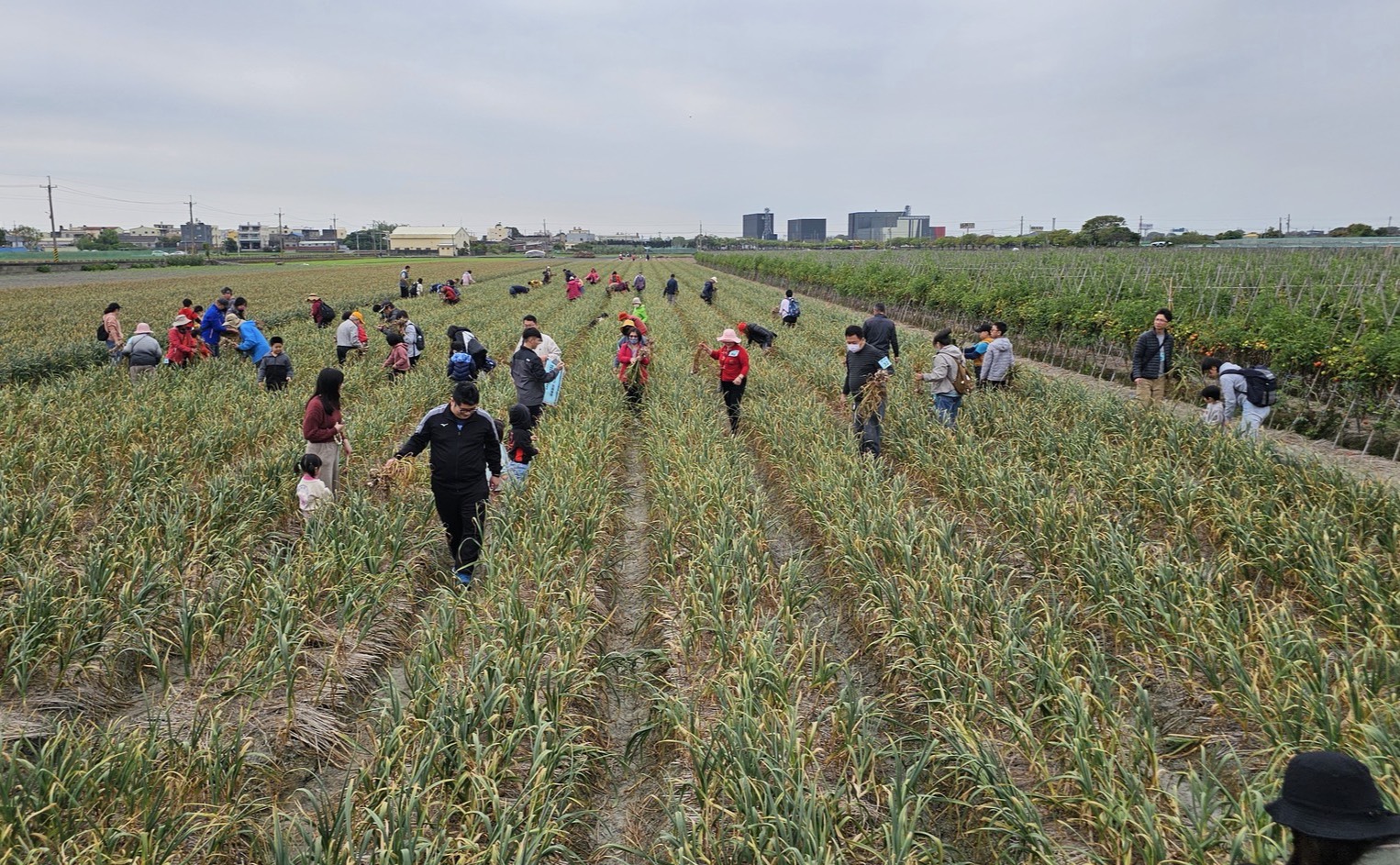 蒜香田間 漫遊田野