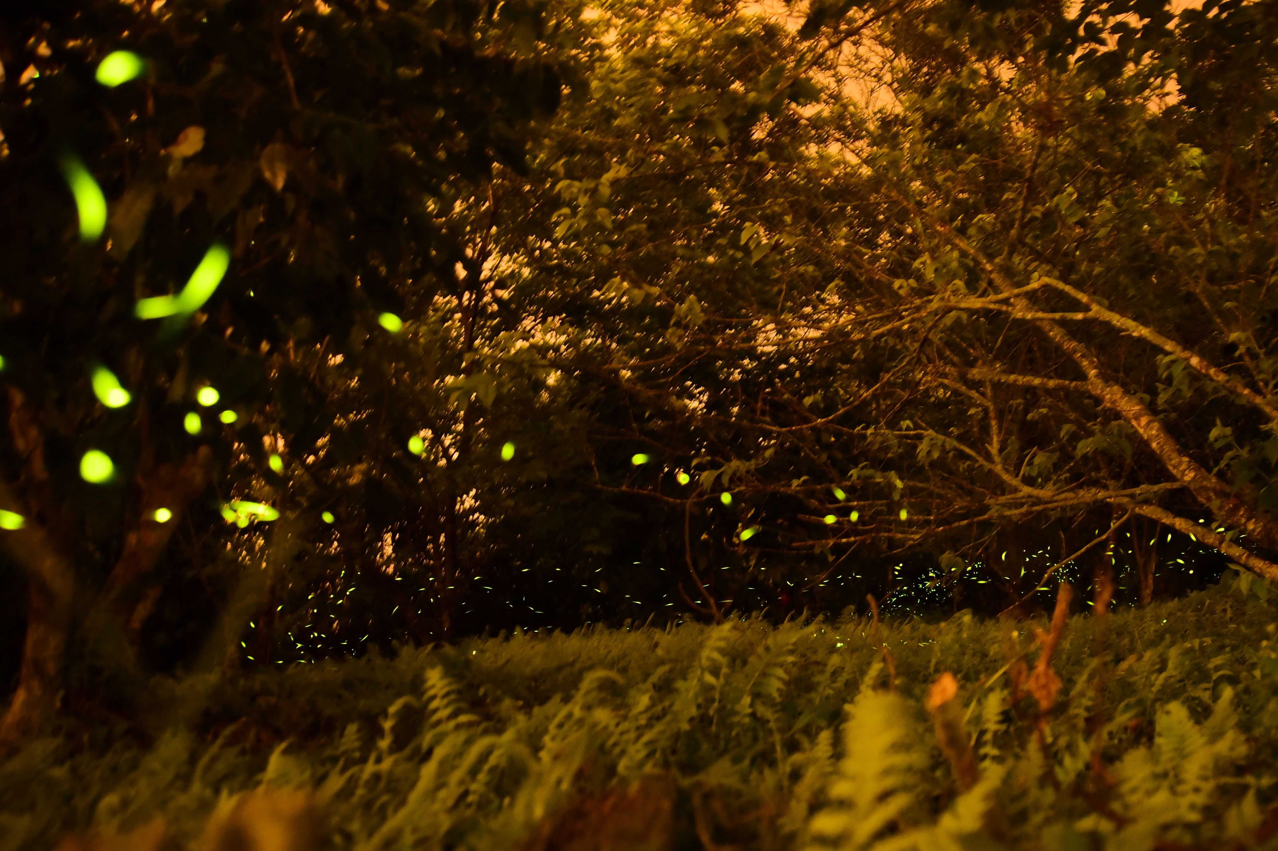 2026臺大實驗林「螢火映茶山．森活慢時光」體驗活動（1戶/4人）